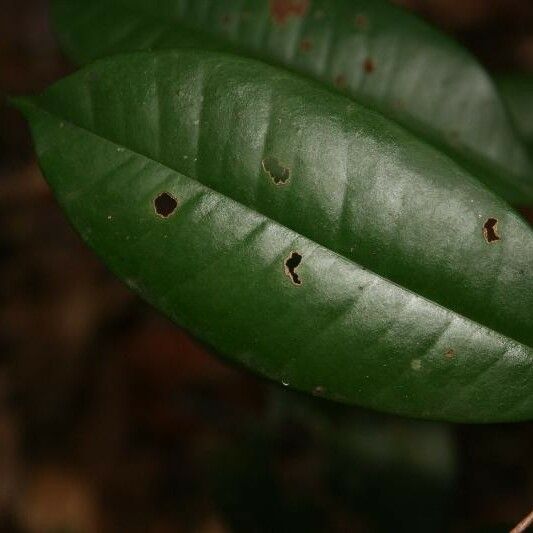 Myrcia decorticans Leaf