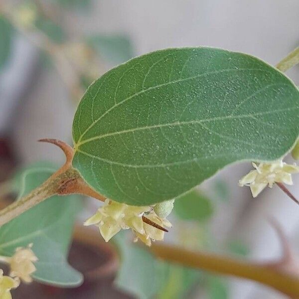 Ziziphus spina-christi Blad