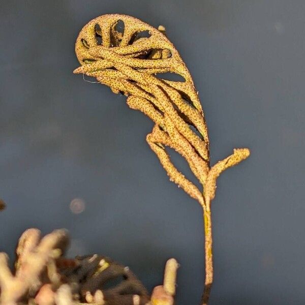 Pleopeltis polypodioides Leaf