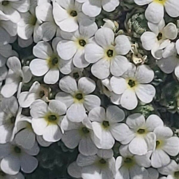Androsace helvetica Floare