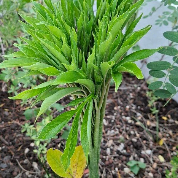 Amorphophallus paeoniifolius Blad