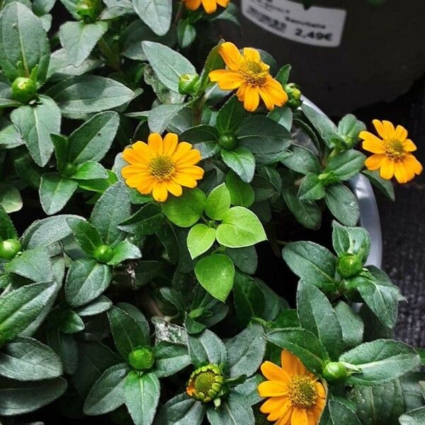 Sanvitalia procumbens 整株植物