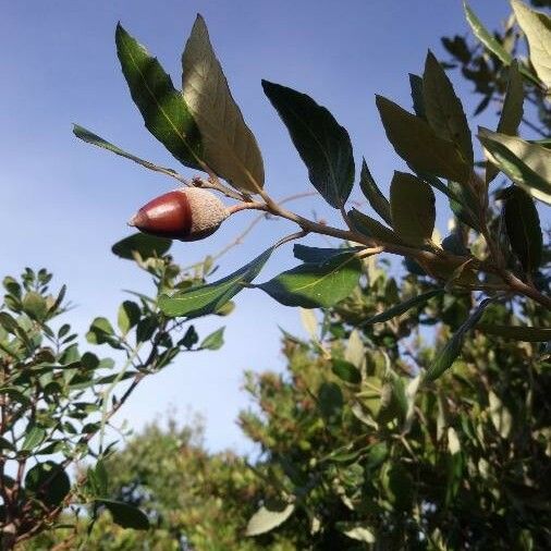 Quercus ilex Fruitua