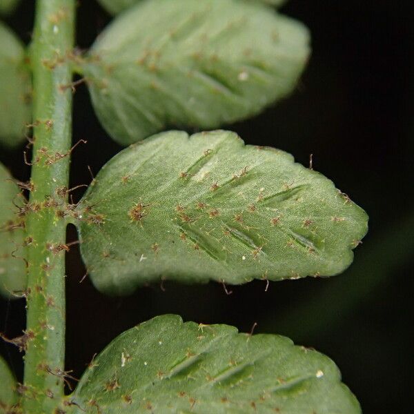 Asplenium barteri Blatt