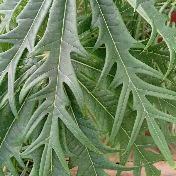 Jatropha multifida Ліст