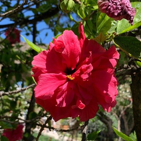 Hibiscus fragilis 花