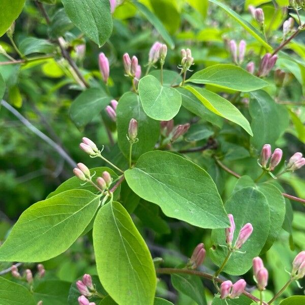 Lonicera tatarica पत्ता