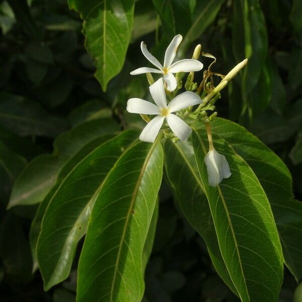 Saba senegalensis 花