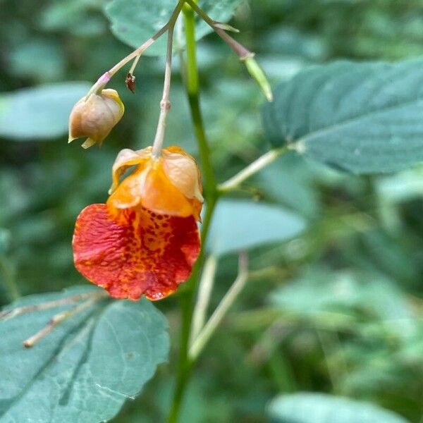 Impatiens capensis Çiçek