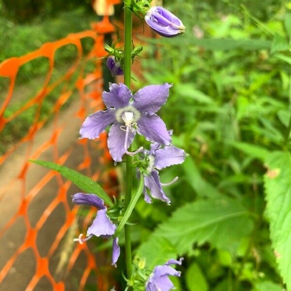 Campanulastrum americanum Flower