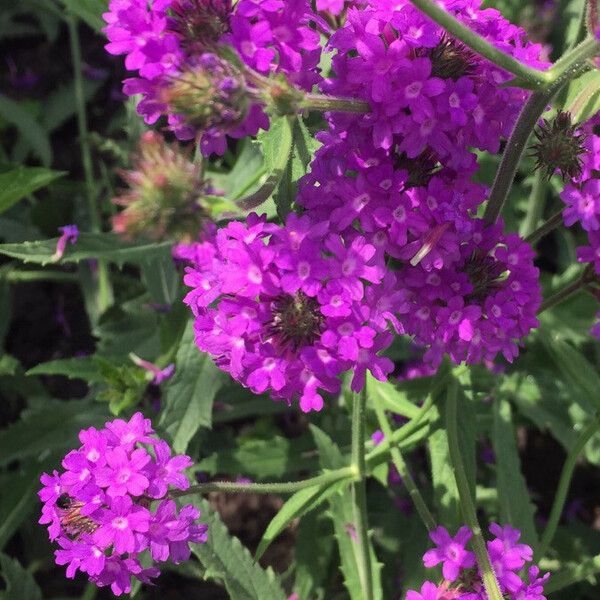 Verbena rigida Blomma