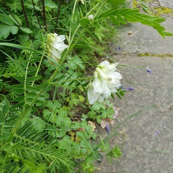 Vicia orobus Flower