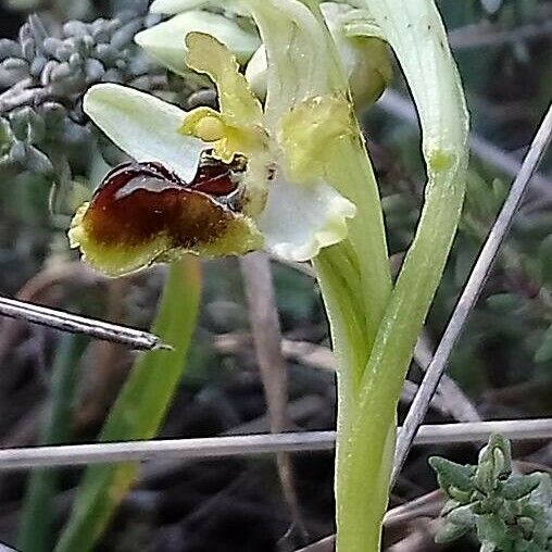 Ophrys sphegodes Квітка