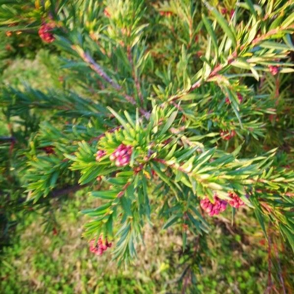 Grevillea rosmarinifolia 花