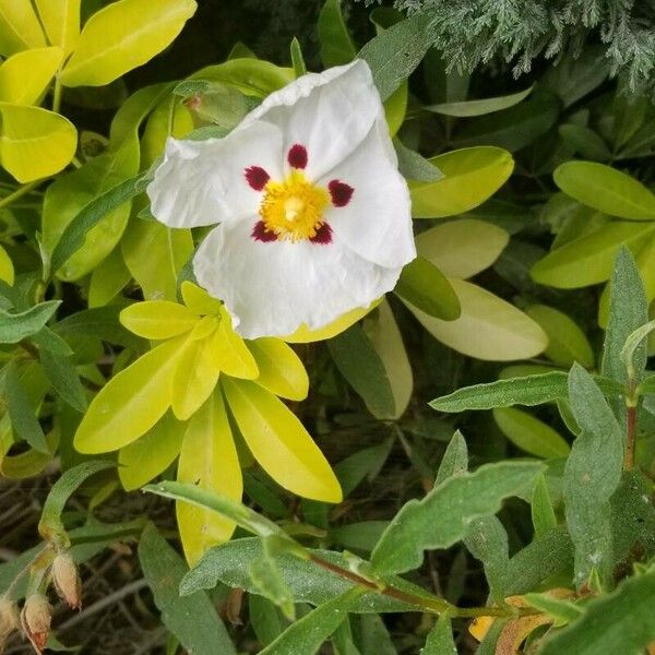 Cistus ladanifer Virág