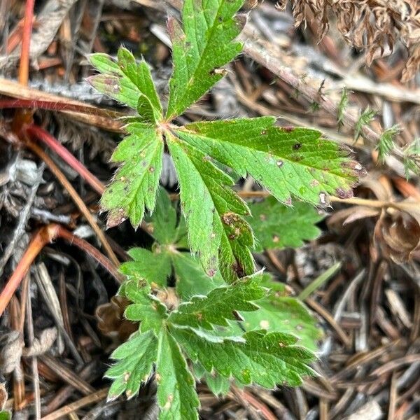 Potentilla gracilis 葉