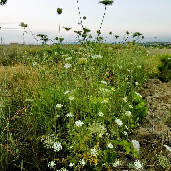 Ammi majus ᱛᱟᱦᱮᱸ