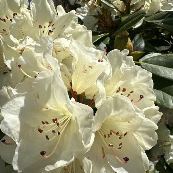 Apera interrupta Blomst