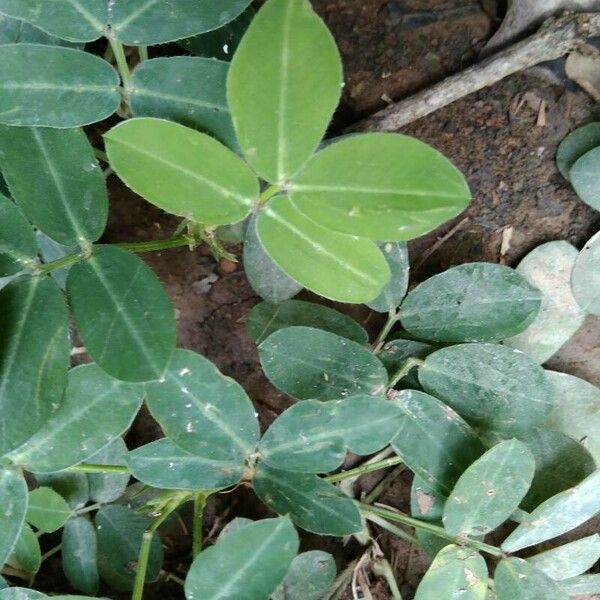 Arachis hypogaea Leaf