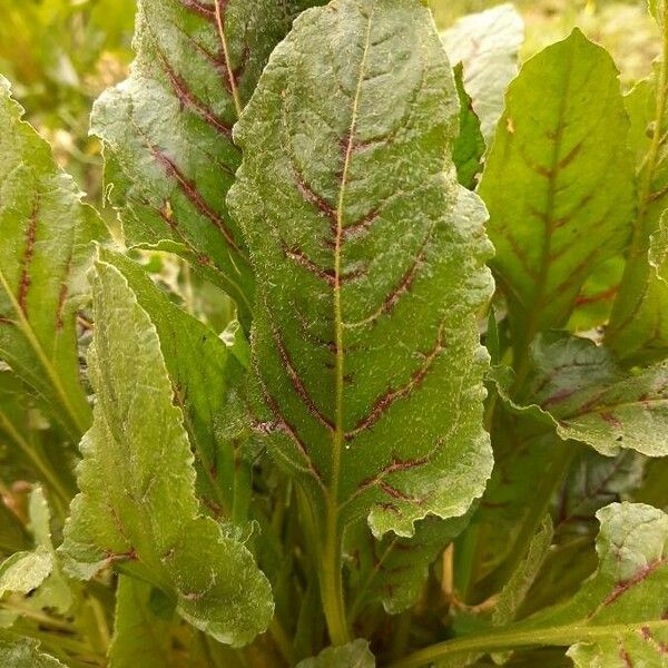 Beta vulgaris Ліст