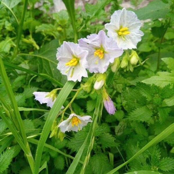 Solanum carolinense Blomst