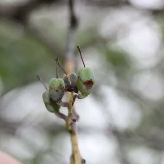 Agarista salicifolia Vrucht