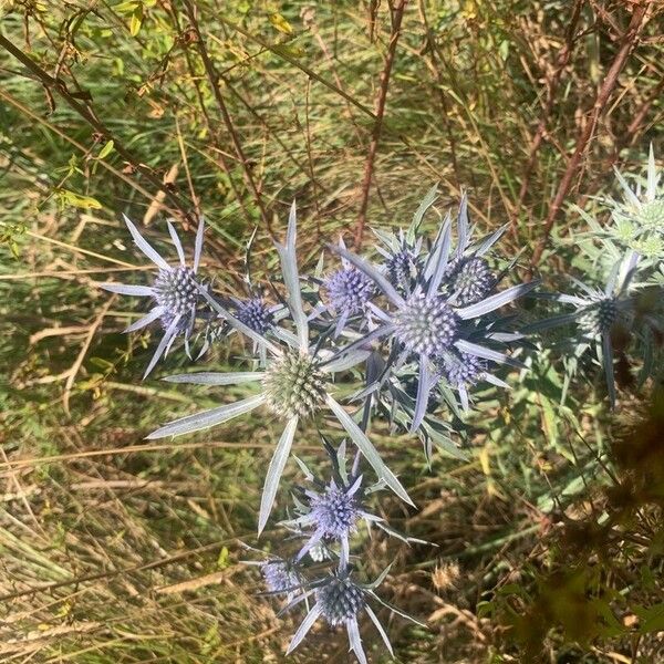 Eryngium amethystinum Blad