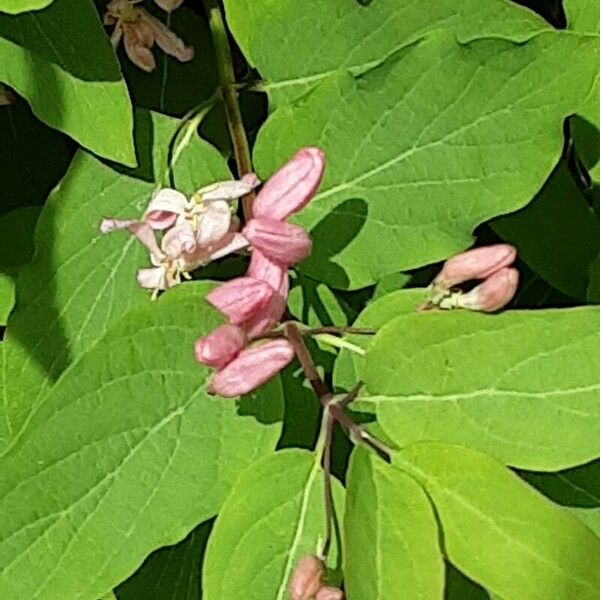 Lonicera tatarica Квітка