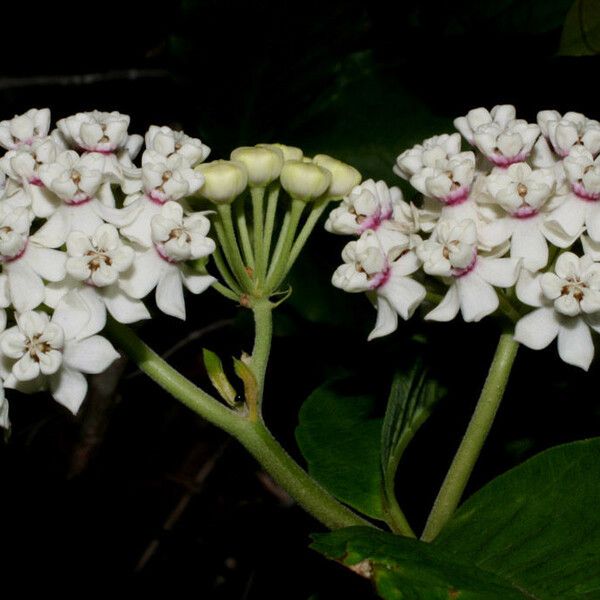 Asclepias variegata Virág