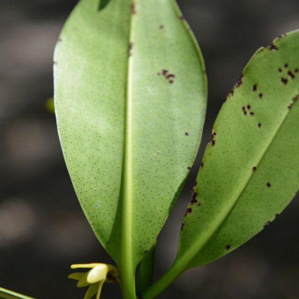 Rhizophora mangle 葉