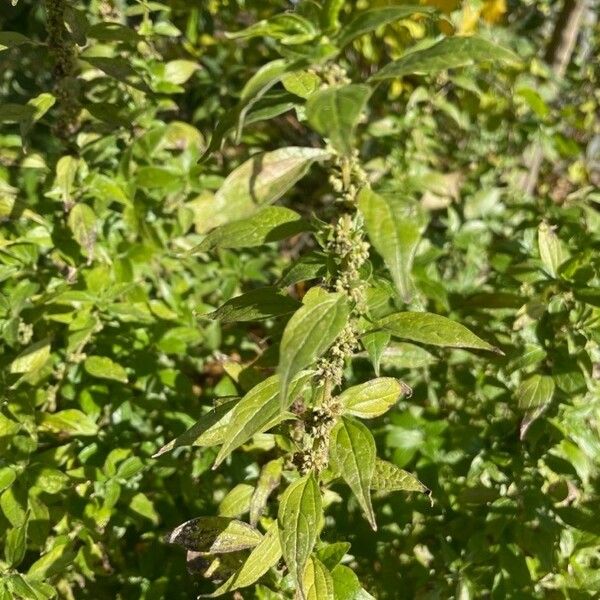 Parietaria officinalis Fuelha