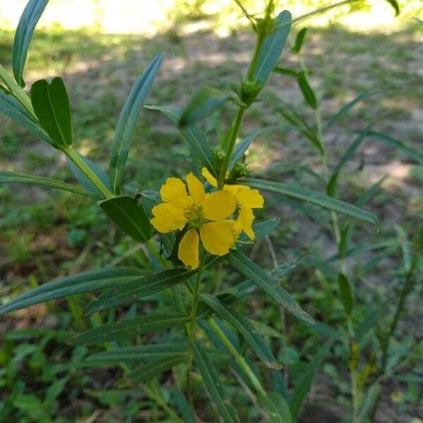 Heimia salicifolia Kvet