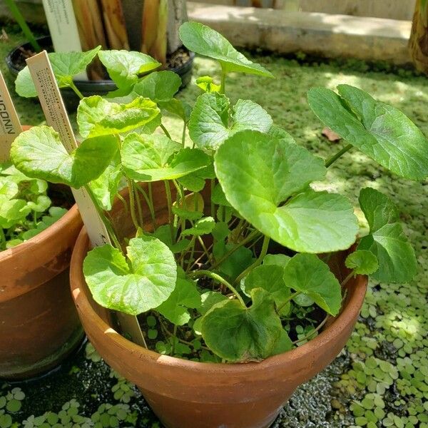 Centella asiatica Συνήθη χαρακτηριστικά