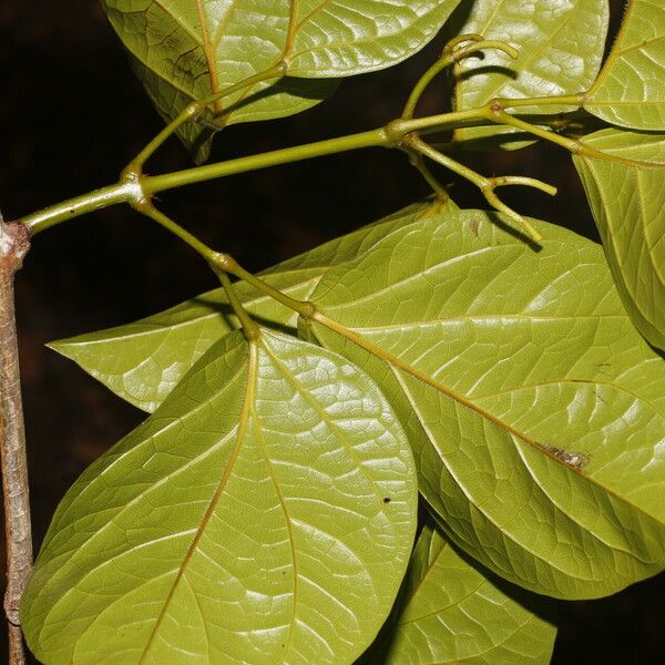 Bignonia aequinoctialis Fulla