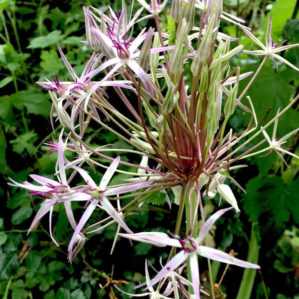 Allium nigrum Λουλούδι