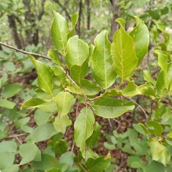 Combretum apiculatum Ліст