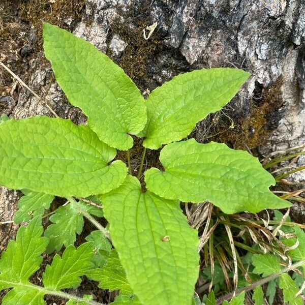 Smilax herbacea Leaf