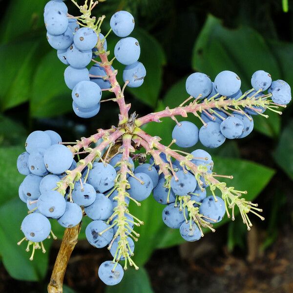 Berberis aquifolium Gyümölcs