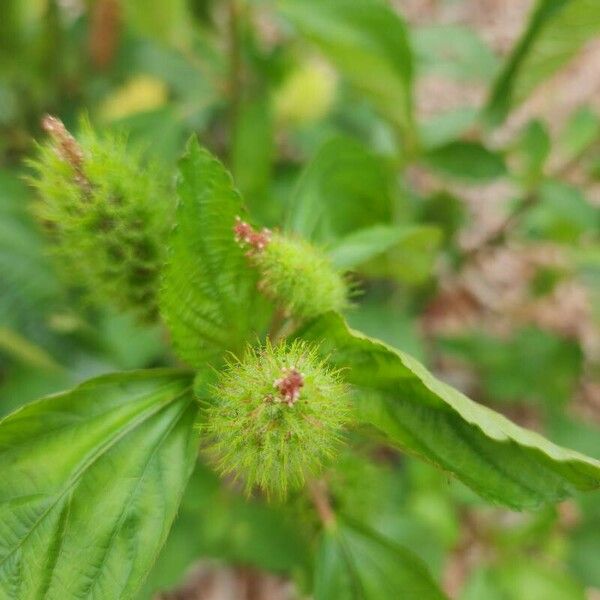 Acalypha aristata Fleur