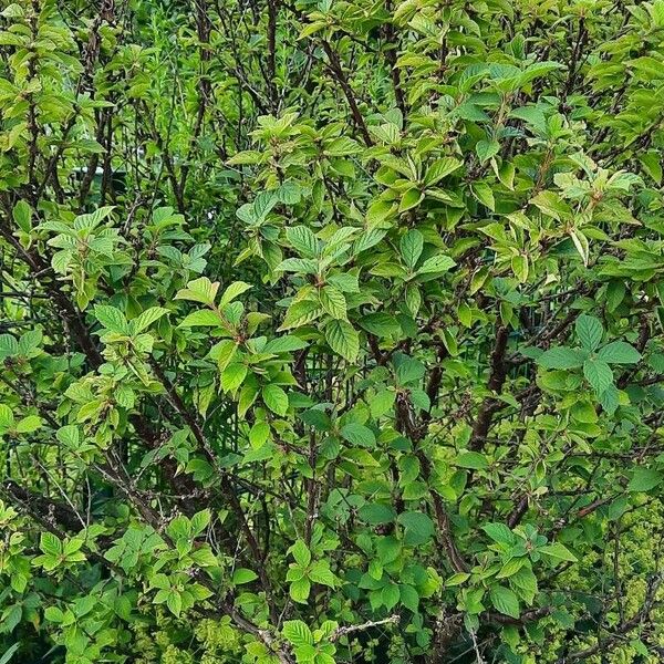Prunus tomentosa (Korean cherry)