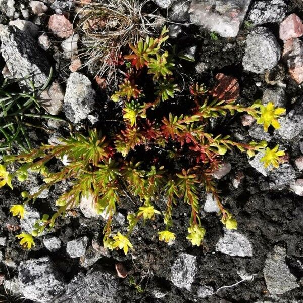 Saxifraga aizoides 葉