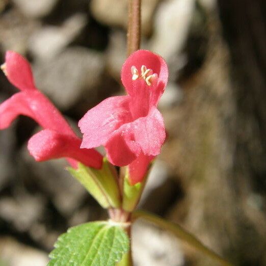 Stachys coccinea Blüte