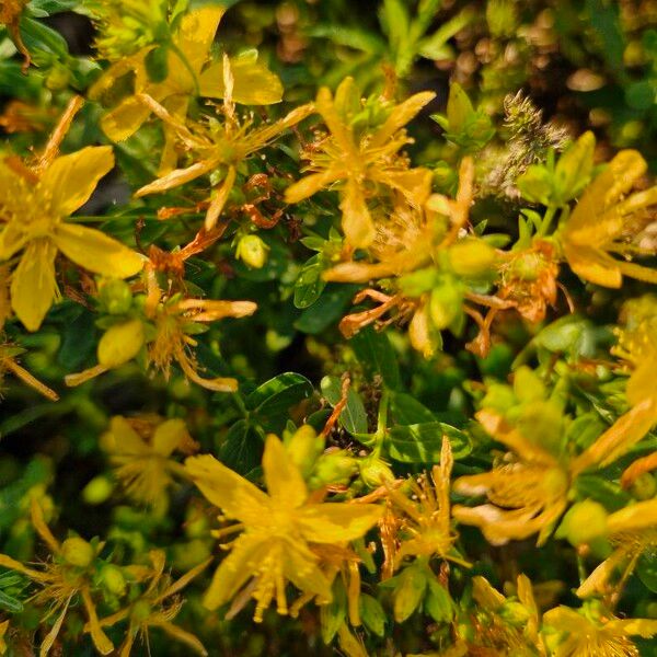 Hypericum perforatum Flower