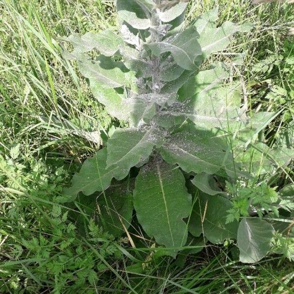 Verbascum pulverulentum Blad