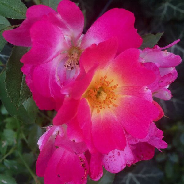 Rosa pendulina Virág