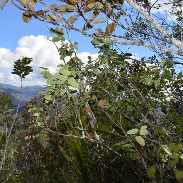 Phyllanthus balansanus Habit