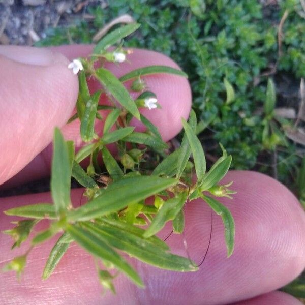 Oldenlandia corymbosa Blad