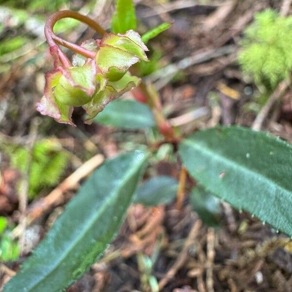 Chimaphila umbellata Кветка