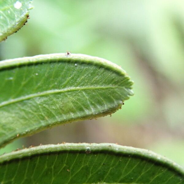 Pteris hamulosa Liść