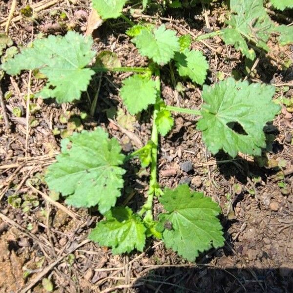 Modiola caroliniana Leaf